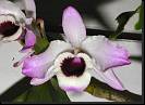 Dendrobium nobile * Rodrigo Remolina 
 * 990 x 721 * (129KB)